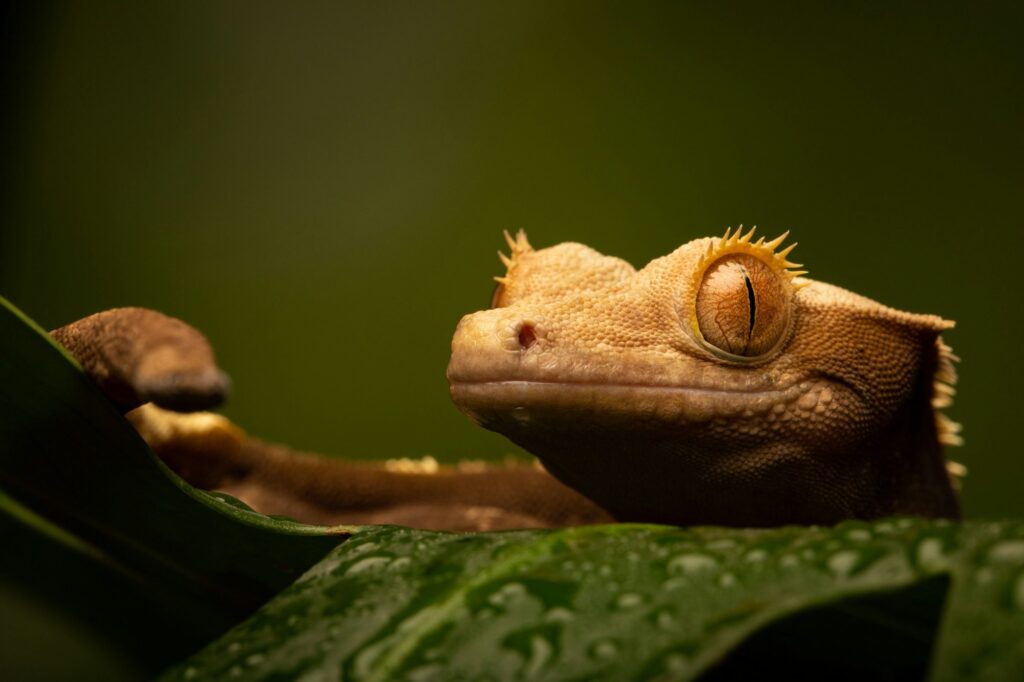 Crested gecko