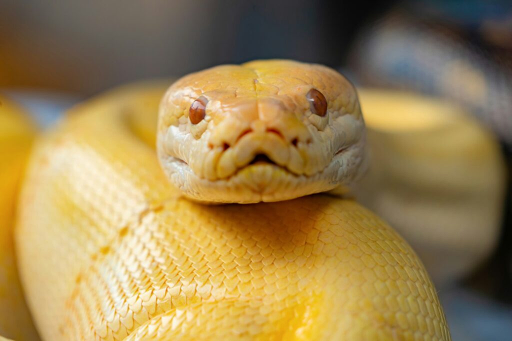A yellow snake in tropical forest